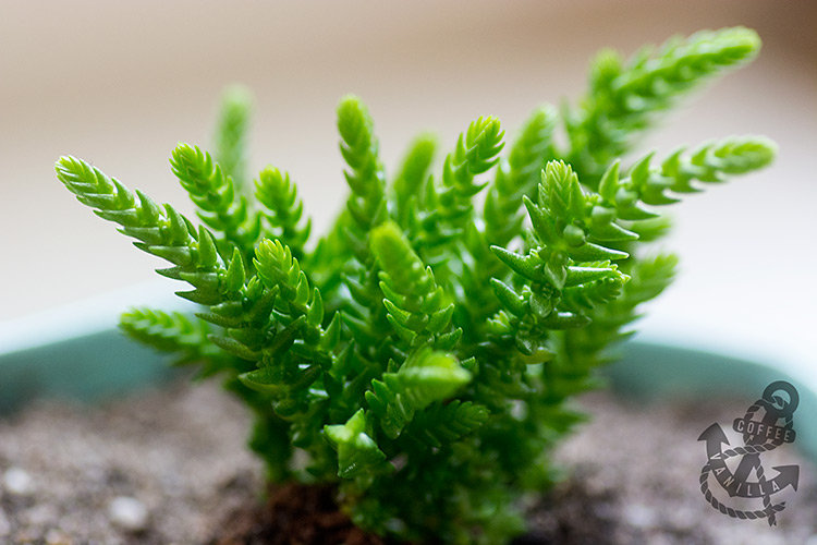 succulent that look like Christmas tree 