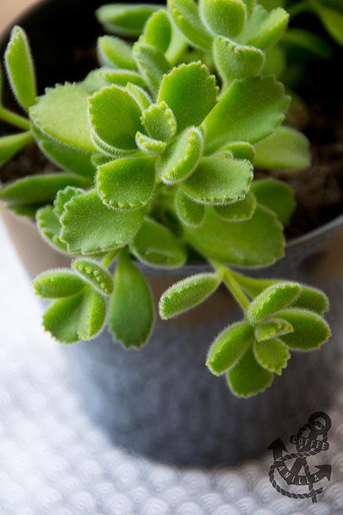 fuzzy succulent with paw shaped leaves 