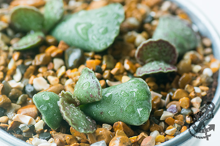 Adromischus cristatus, Cotyledon cristata, crinkle leaf plant, key lime pie