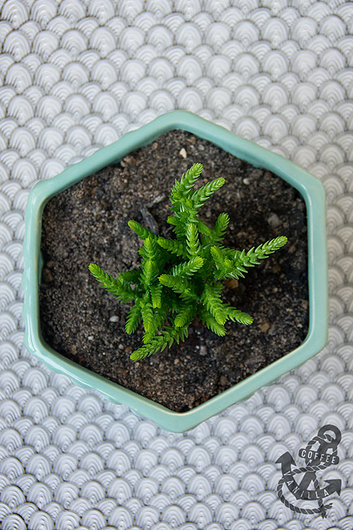 Crassula muscosa, princess pine, watch chain, shoelaces, clubmoss Crassula , rat tail, rattail Crassula