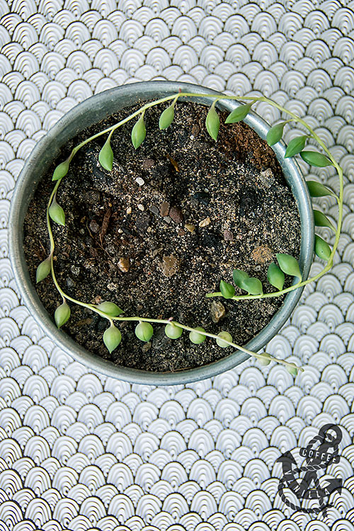 Senecio radicans string of beans creeping succulent 