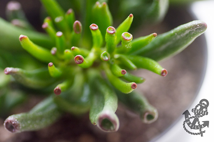 Crassula ovata, gollum, trumpet jade, ET's fingers, Shrek's ears