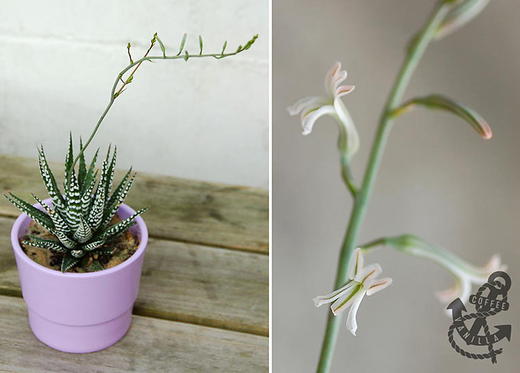 zebra aloes Haworthia attenuata stem with flowers how does zebra aloes blossom look like