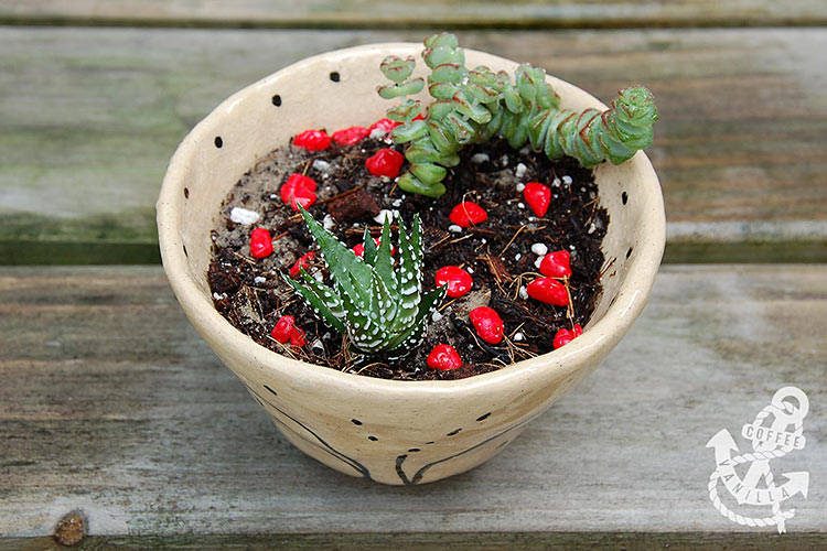 how to make succulents garden