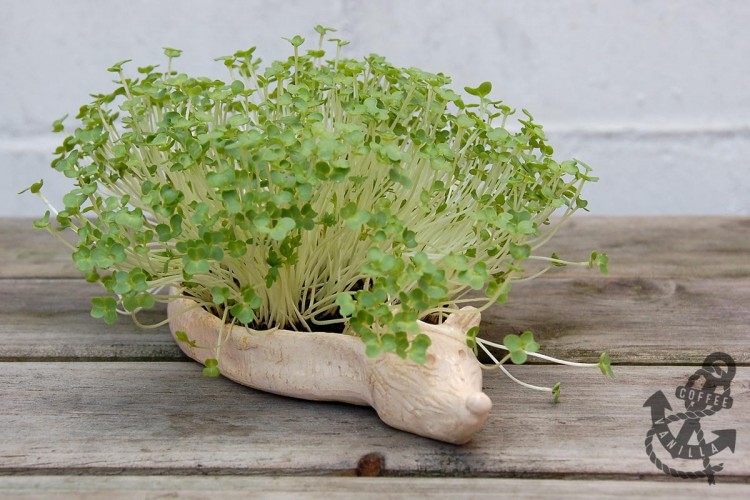 mustard cress clay plate shaped like hedgehog planter