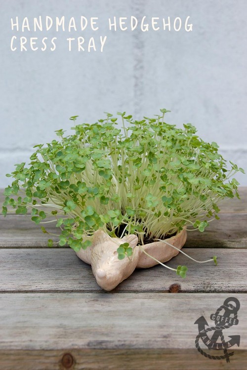 DIY mustard cress container