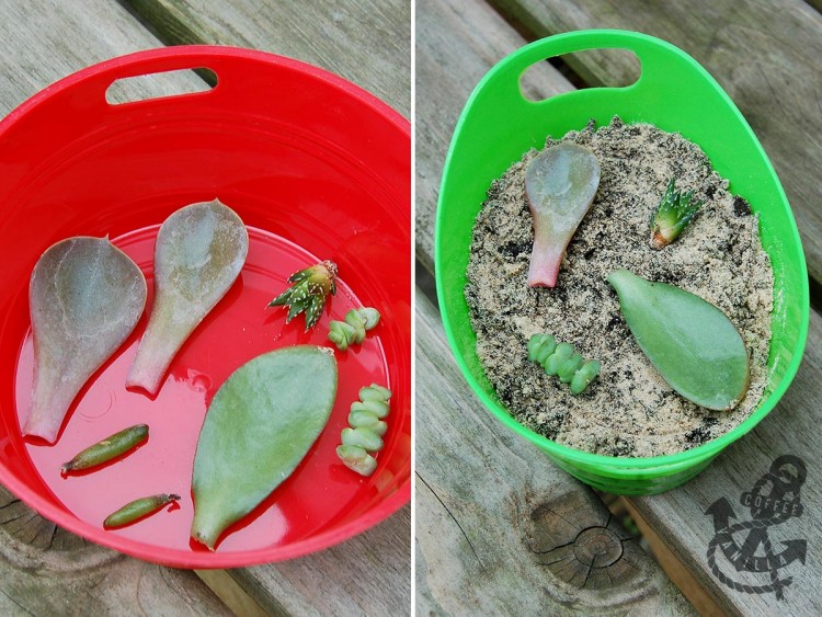 propagating succulents from leaves - step by step tutorial how to root succulents' leaves and cuttings