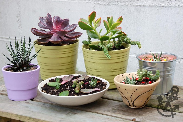 how to propagate succulents from leaves