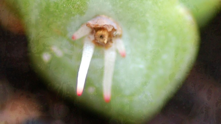 Propagating Succulents from Leaves and Cuttings