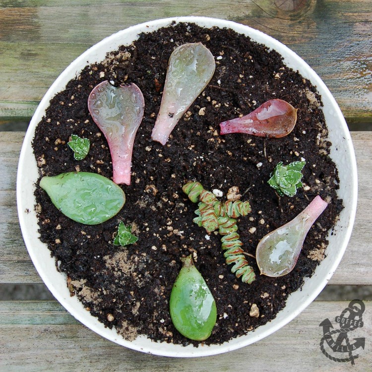 propagating succulents tutorial