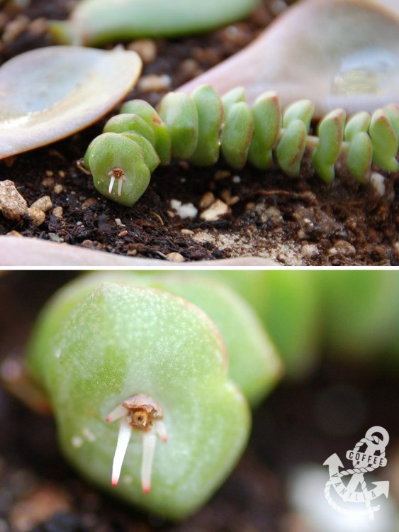 how to root Crassula marnieriana