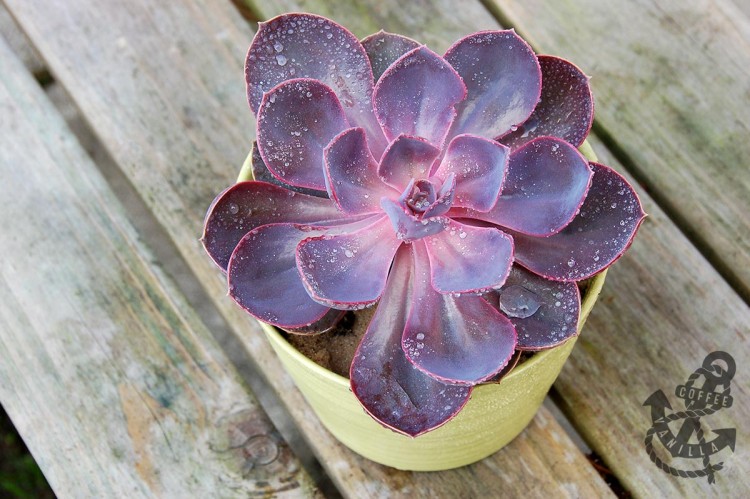 echeverias can be propagated from leaves Echeveria - Purple Pearl