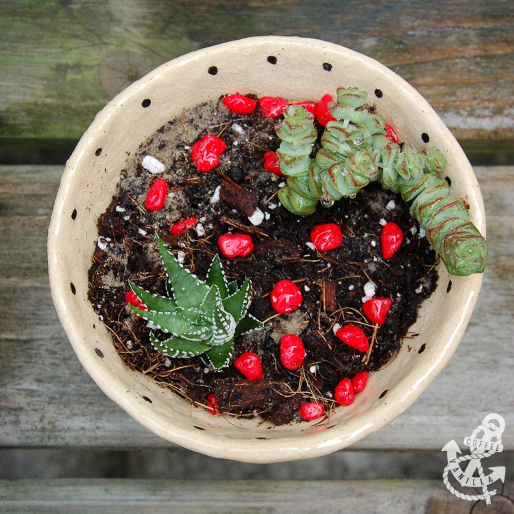 succulents and red pebbles in a tea drinking dish