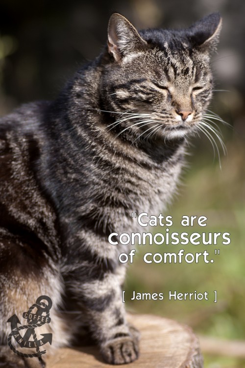 quotes about cats 