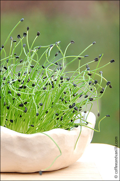 micro greens microgreens garlic chive sprouts 