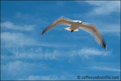 seagull capturing motion