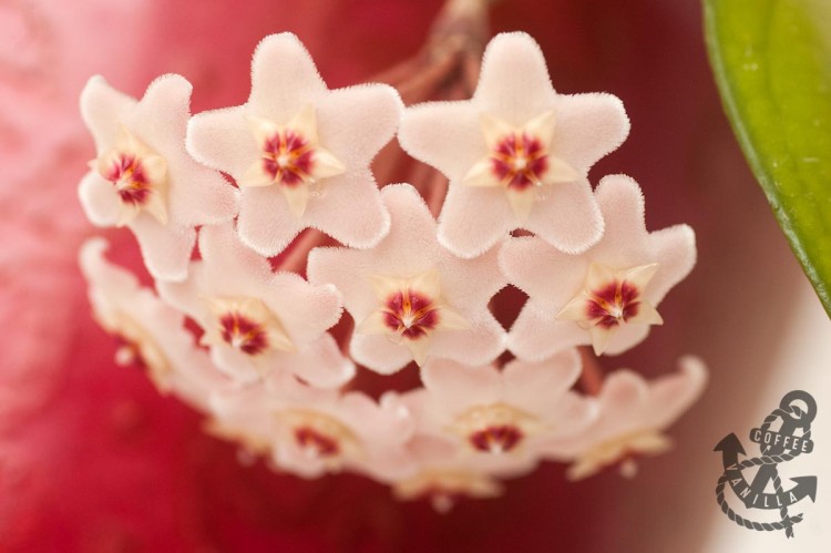 hoya carnosa hoya plant hoya species 