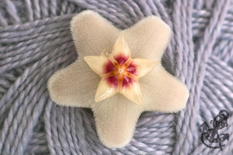 hoya carnosa blossom close photo flower macro photos