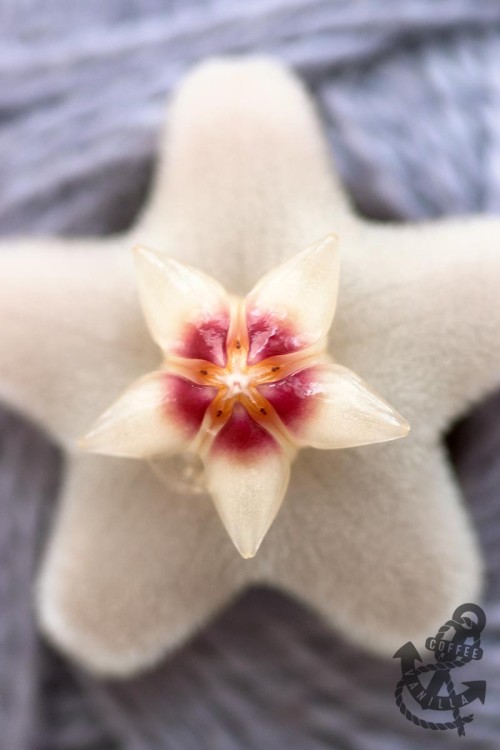 hoya carnosa flower macro shot close up photo 