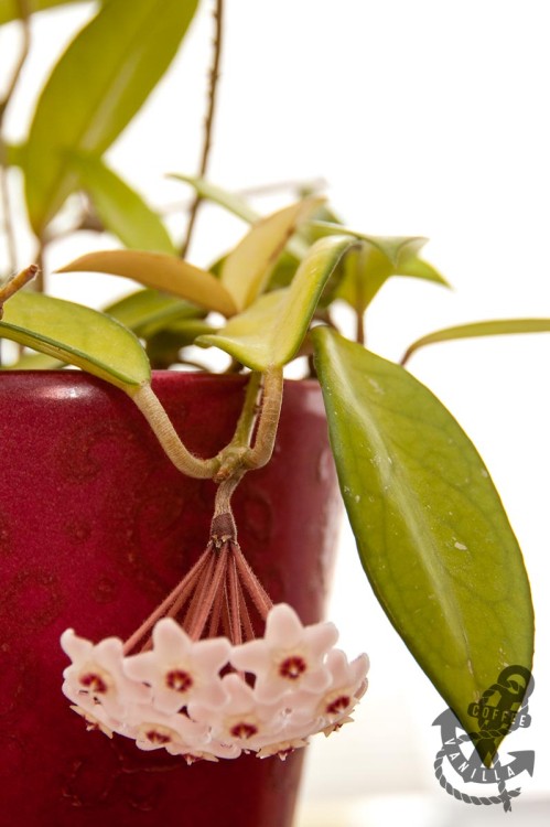 wax plant hoya carnosa blossom 