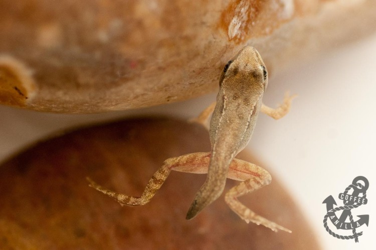 tadpoles with legs and arms 