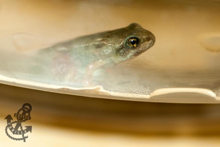 feeding tadpoles with legs habitat care