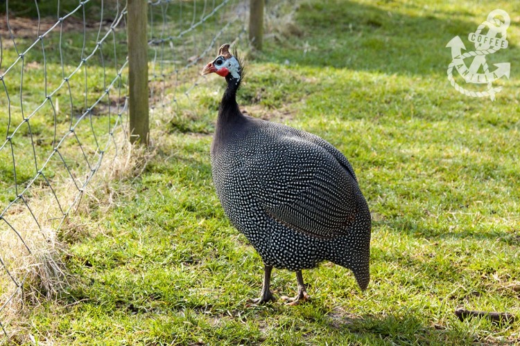 farms to visit with kids