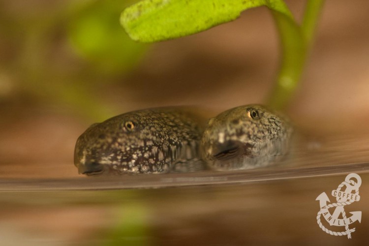 what do tadpoles eat