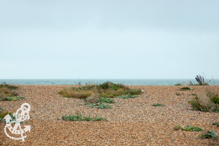 shoreham beach flora