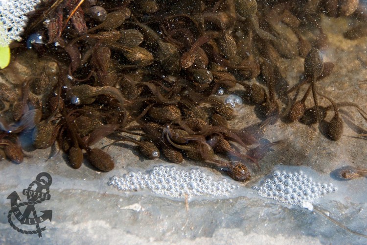 tadpoles life cycle