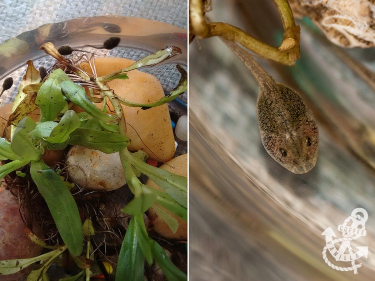 container for tadpoles 