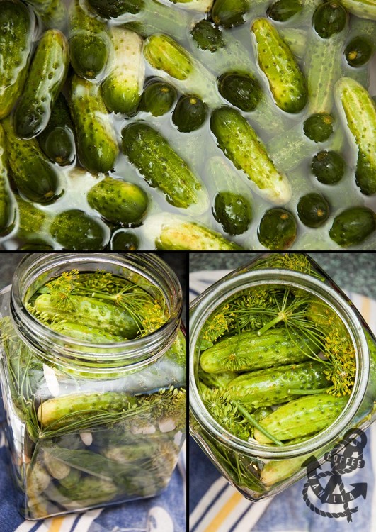 Polish Quick-Eating Salted Dill Cucumbers in Brine - Ogórki Małosolne ...