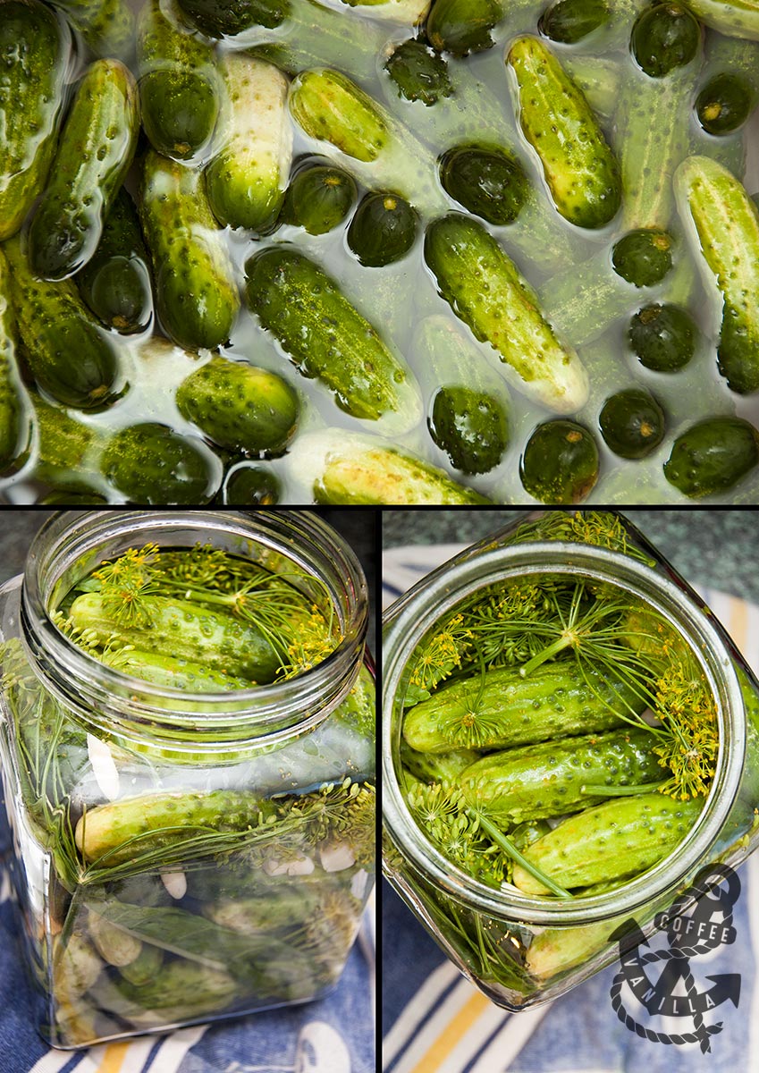 Polish QuickEating Salted Dill Cucumbers in Brine Ogórki Małosolne » Coffee & Vanilla