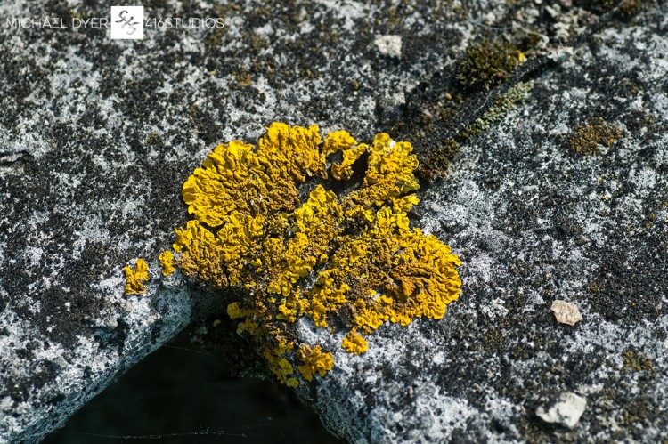 yellow moss texture macro 