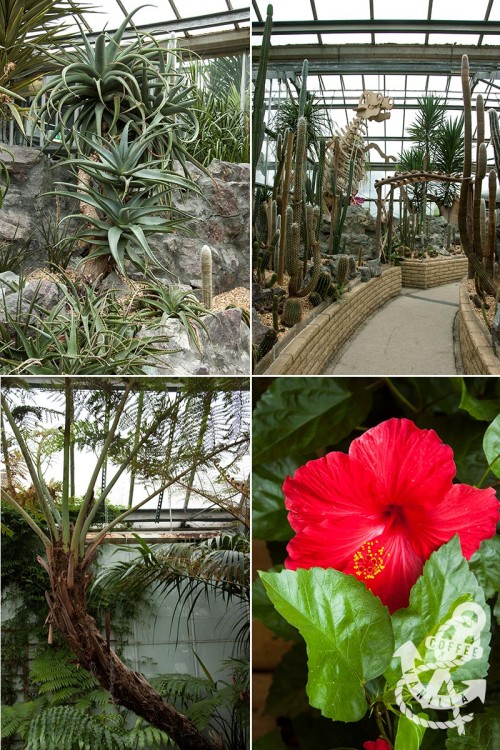 tropical subtropical plants 