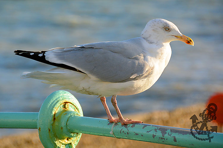 seagull close-up taken with Nikon D7100