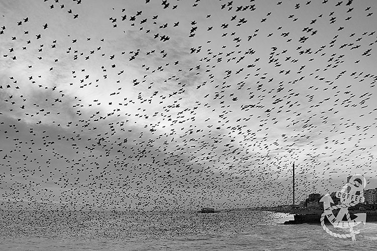 starlings taken with Nikon D7100