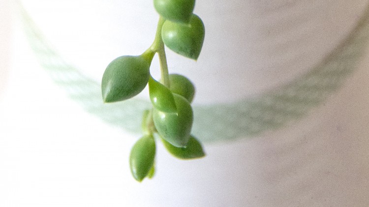 DIY Tall Planter for Creeping Succulents