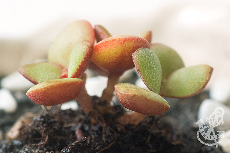 succulent bonsai plants