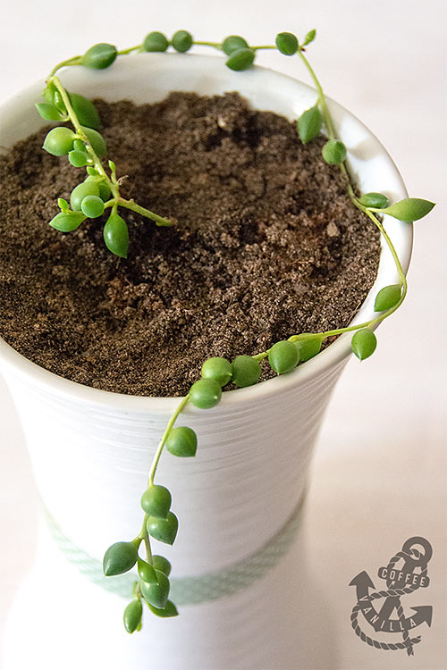 creeping hanging succulent little green balls 