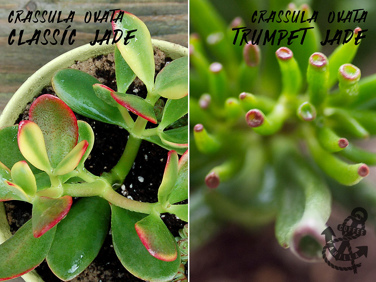 Project Bonsai Succulents Classic Jade Tree » Coffee & Vanilla