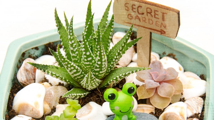 Miniature Fairy Gardens with Succulents – DIY Gift Idea