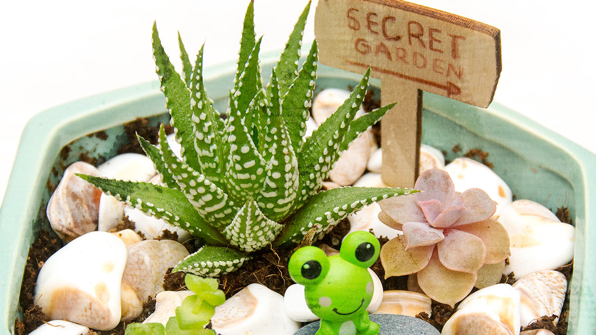 Miniature Fairy Gardens with Succulents - DIY Gift Idea  Coffee & Vanilla