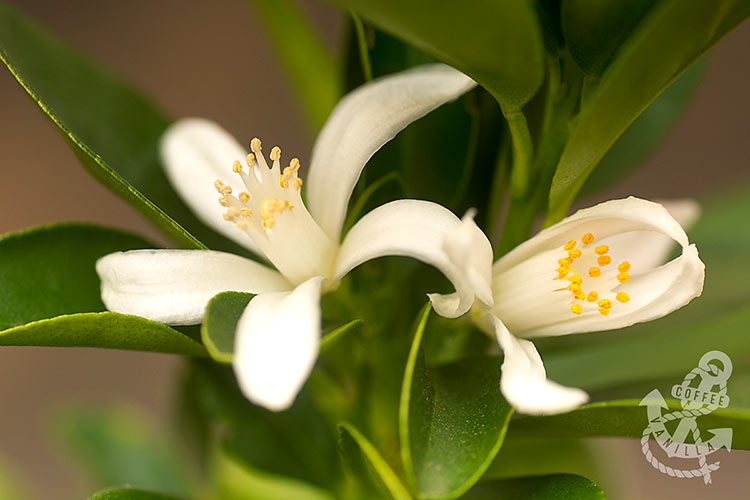 how to pollinate calamondin 