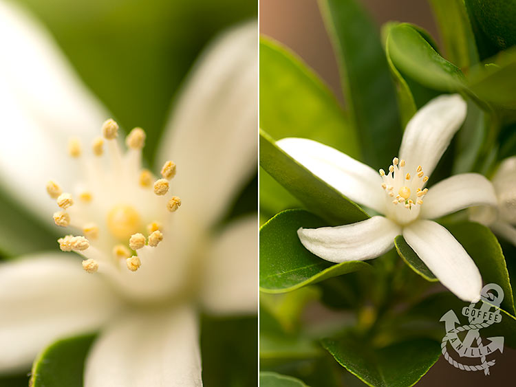 calamondin blossom calamansi tree flowers 