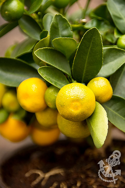 calamondin calamansi recipe ideas