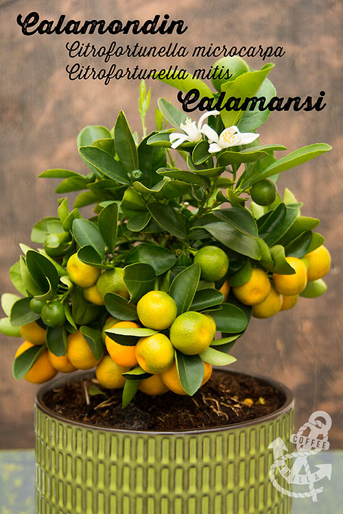 miniature ornamental citrus tree for indoors