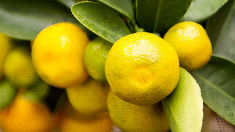 Calamondin Orange Tree / Citrofortunella Microcarpa / Citrofortunella Mitis – Info and Recipe Ideas