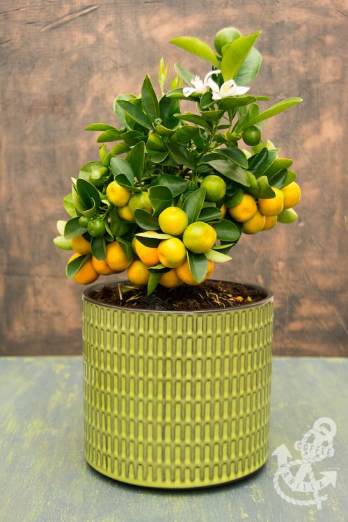 calamondin calamansi orange recipe ideas replanting care 