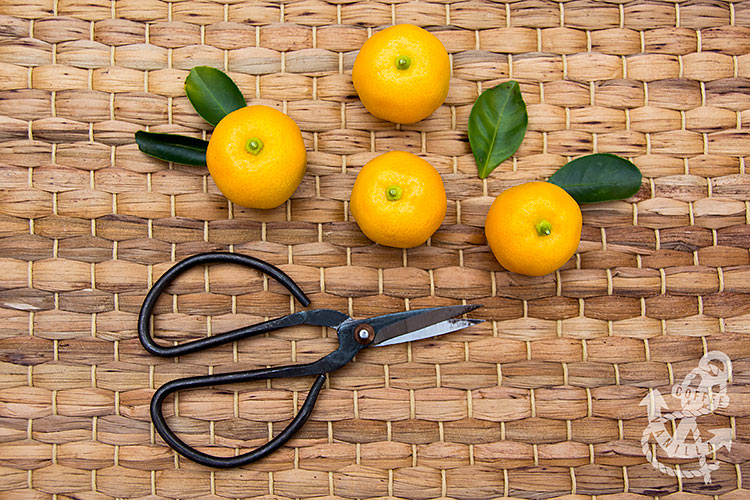 kalamansi kalamunding acid orange Chinese orange Panama orange calamondin recipe ideas